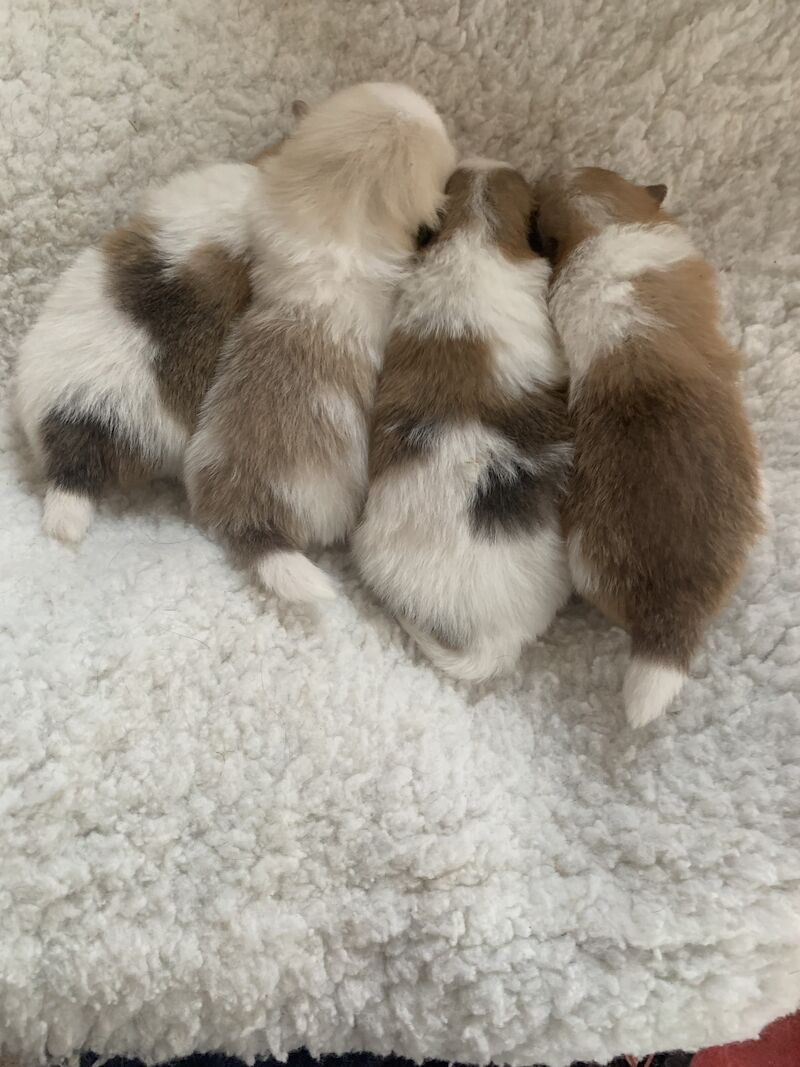 Pomeranian puppies for sale in Cambridge, Cambridgeshire – 1 year old - Image 5 of 6