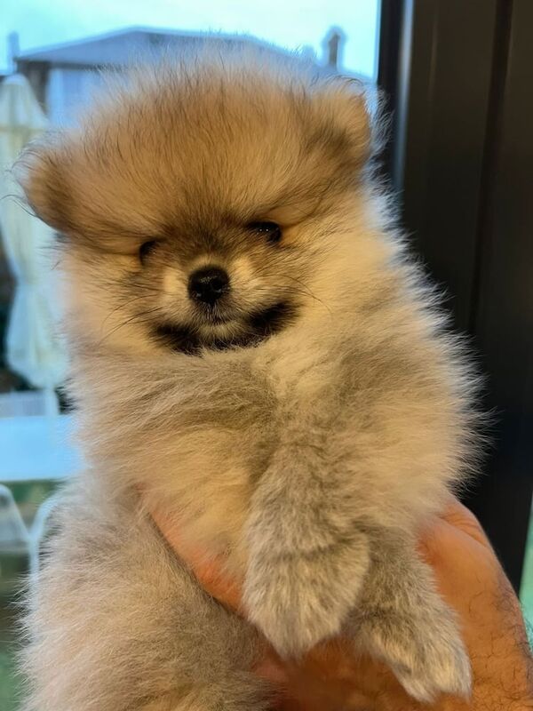 Pomeranian puppies for sale in Enfield, Greater London – 7 weeks old