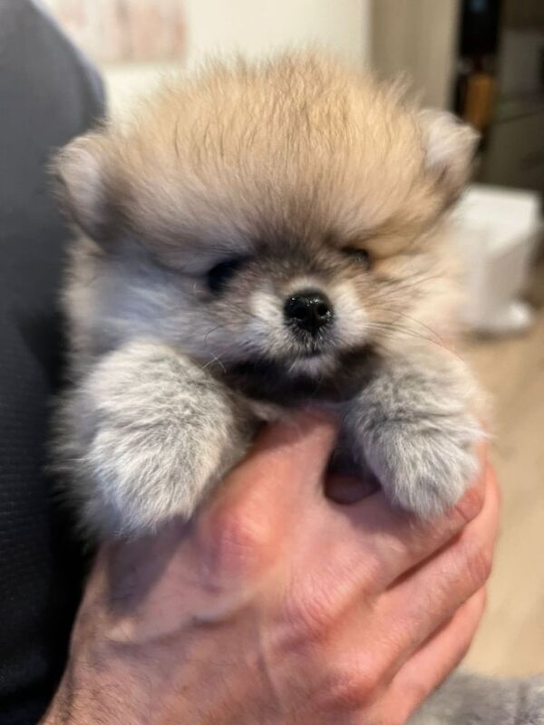 Pomeranian puppies for sale in Enfield, Greater London – 4 months old - Image 2 of 4