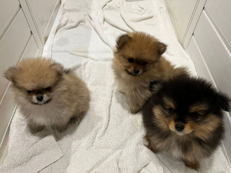 Pomeranian puppies for sale in Enfield, Greater London – 4 months old - Image 4 of 4