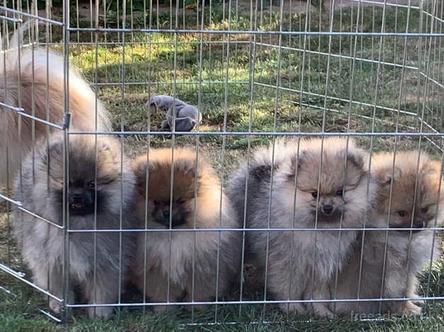 Pomeranian puppies for sale in Bridgwater, Somerset – KC registered, 1 year old - Image 1 of 4