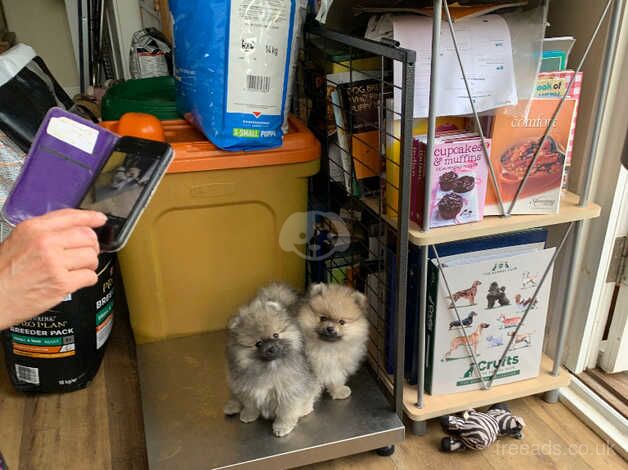 Pomeranian puppies for sale in Bridgwater, Somerset – KC registered, 1 year old - Image 2 of 4