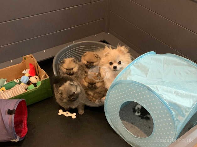 Pomeranian puppies for sale in Bridgwater, Somerset – KC registered, 1 year old - Image 4 of 4