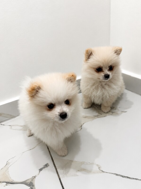Two Female White Pomeranian