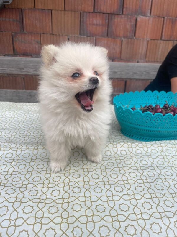 Two Female White Pomeranian - Image 3 of 4