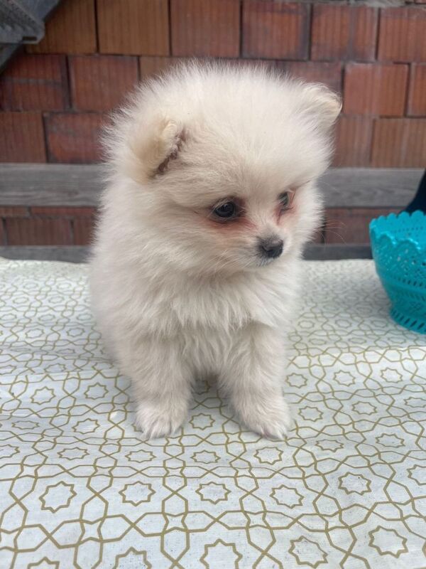 Two Female White Pomeranian - Image 4 of 4