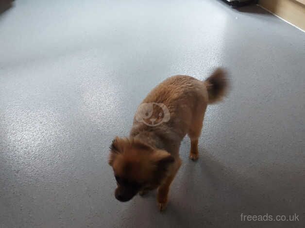 Pomeranian puppies for sale in Holywell, Fermanagh – 1 year old - Image 1 of 3