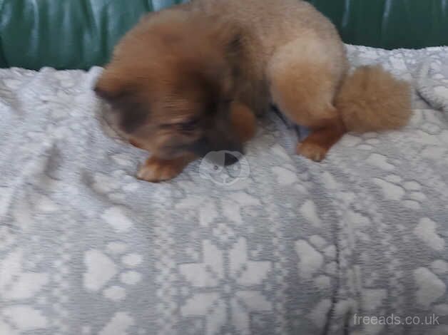 Two females pomeranian 14 months old for sale in Holywell, Fermanagh - Image 2