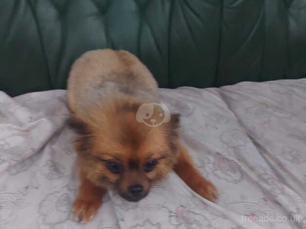 Two females pomeranian 14 months old for sale in Holywell, Fermanagh - Image 3