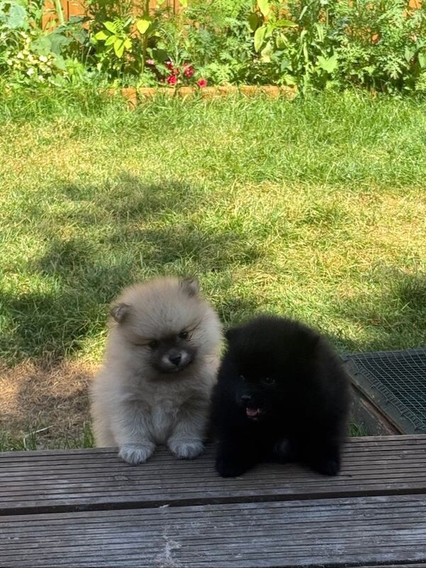 Two Gorgeous Pomeranian Boys Looking for Their Forever Homes