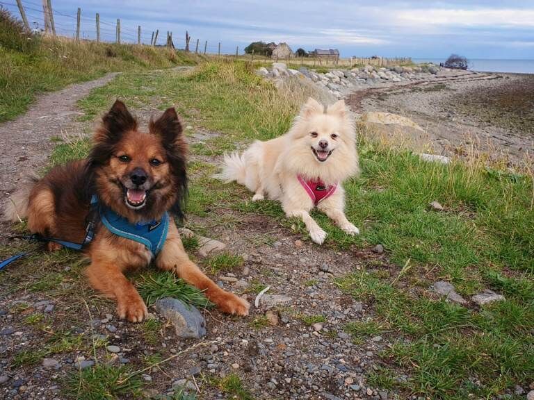Pomeranian Puppies For Sale Under £1,000