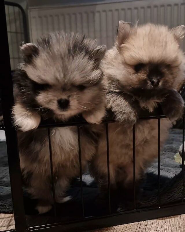 TWO STUNNING BOYS for sale in Manchester, Greater Manchester | Image 1