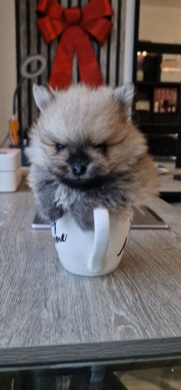 Pomeranian puppies for sale in Manchester, Greater Manchester – KC registered, 11 months old - Image 2 of 4