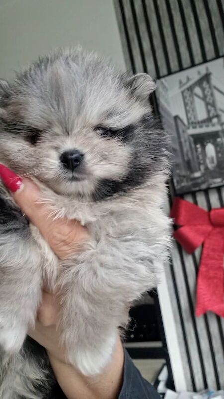 Pomeranian puppies for sale in Manchester, Greater Manchester – KC registered, 11 months old - Image 3 of 4