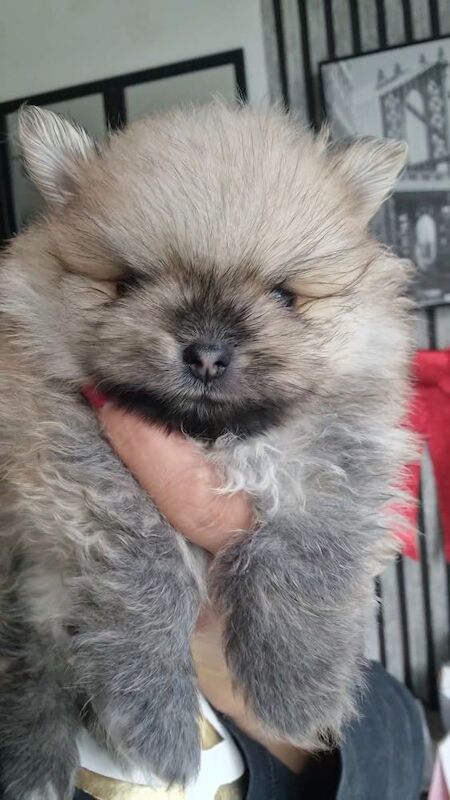Pomeranian puppies for sale in Manchester, Greater Manchester – KC registered, 11 months old - Image 4 of 4