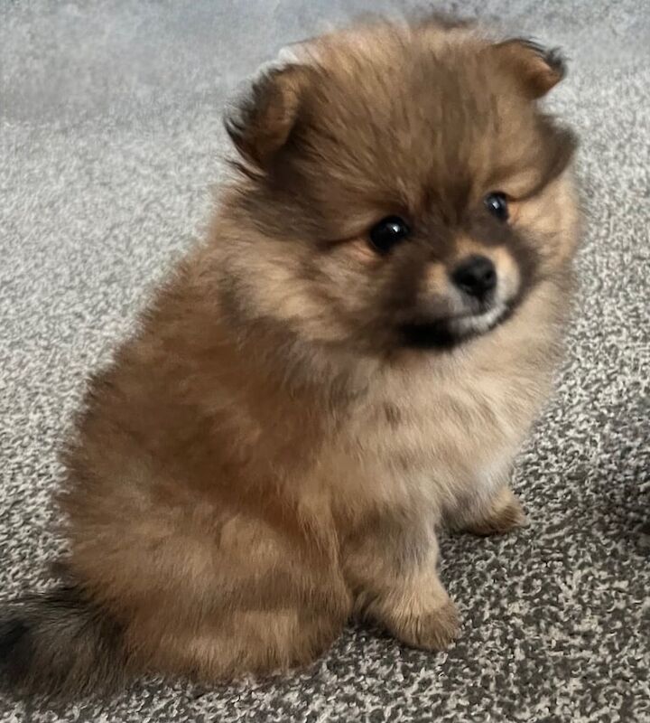 Vibrant Orange-Sable Pomeranian Princess Ready to Brighten Your World! for sale in Northampton, Northamptonshire