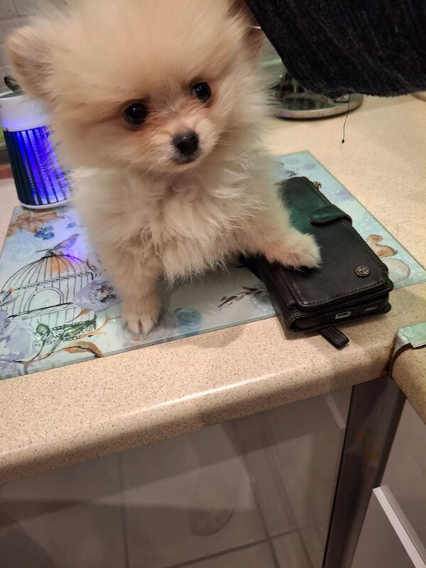 Pomeranian puppies for sale in Port Talbot, West Glamorgan – KC registered, 9 weeks old