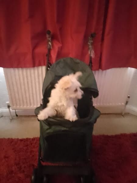 white fox pom BOY 5 months for sale in Leytonstone, Greater London
