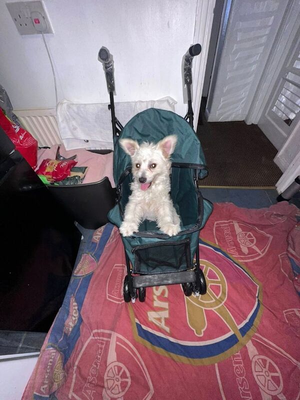 white fox pom BOY 5 months for sale in Leytonstone, Greater London | Image 2