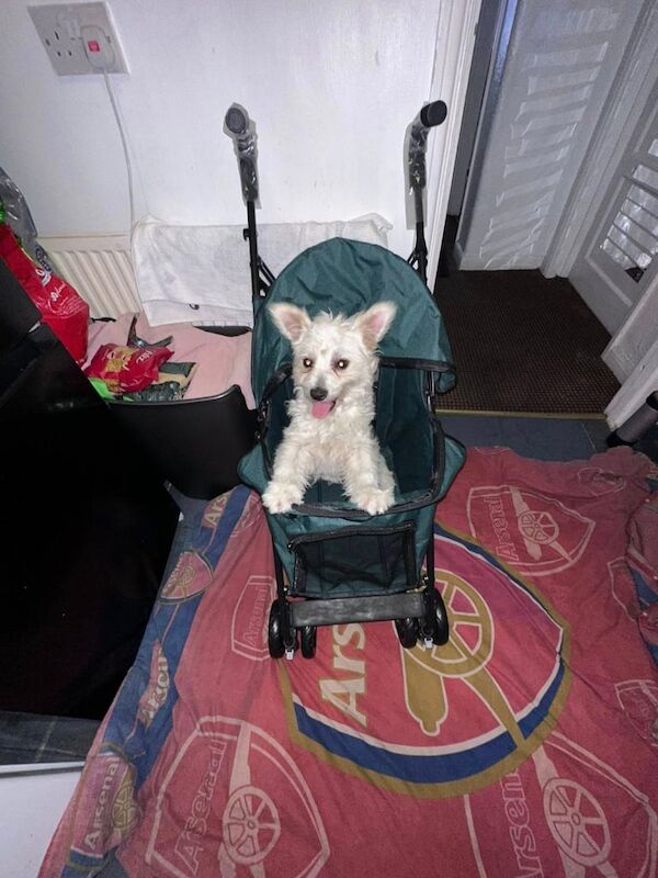 white fox pom BOY 5 months for sale in Leytonstone, Greater London | Image 3