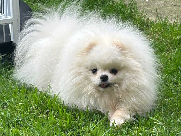 Pomeranian puppies for sale in Wrexham / Wrecsam, Clwyd – KC registered, 2 years old - Image 2 of 2
