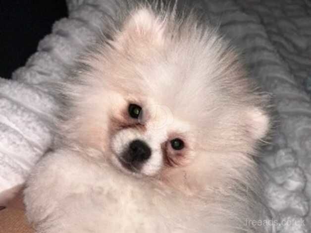 Pomeranian puppies for sale in Liverpool, Merseyside – 2 years old - Image 2 of 2