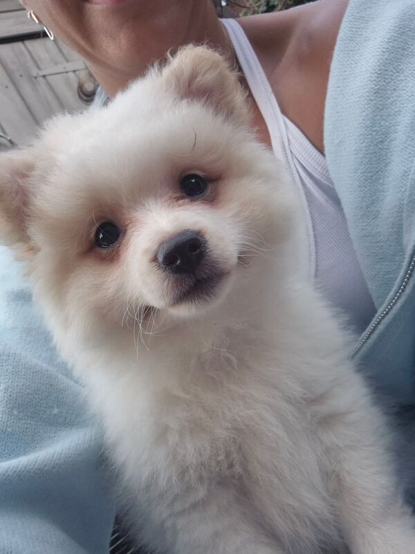 Pomeranian puppies for sale in Hendon, Greater London – 9 weeks old
