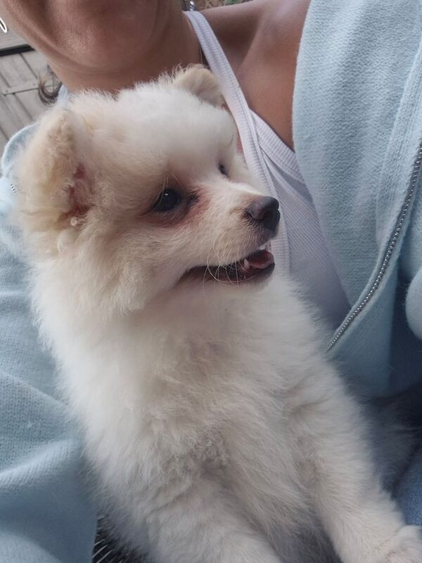 Pomeranian puppies for sale in Hendon, Greater London – 9 weeks old - Image 2 of 3
