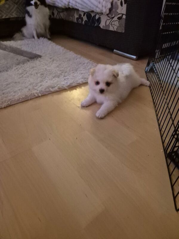 Pomeranian puppies for sale in Hendon, Greater London – 9 weeks old - Image 3 of 3