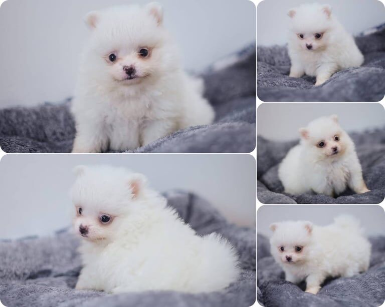 Pomeranian puppies for sale in Caerphilly / Caerffili, Gwent – KC registered, 5 weeks old