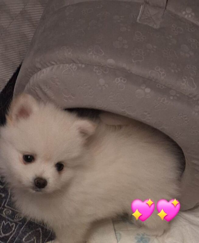 Pomeranian Puppies For Sale