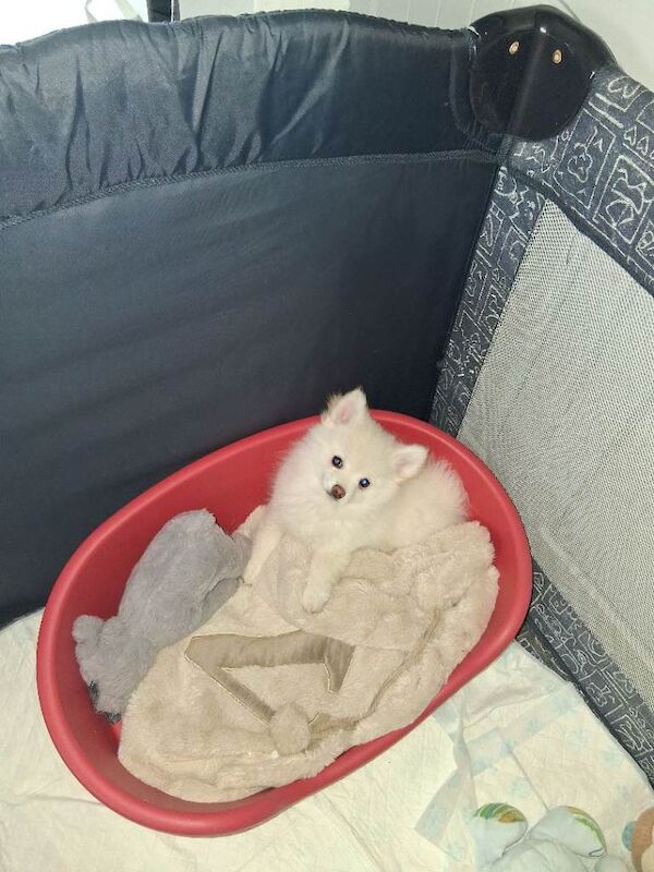 White tiny pomeranian girl puppy - Image 2 of 5