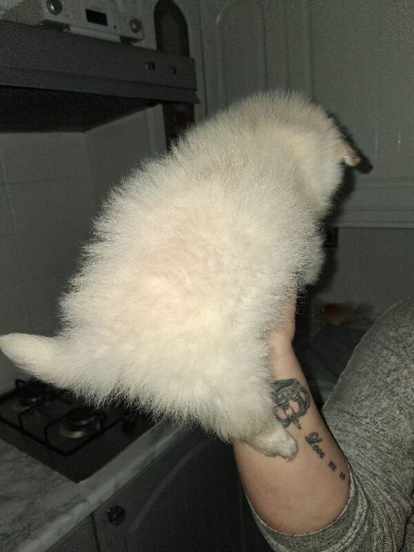 White tiny pomeranian girl puppy - Image 3 of 5