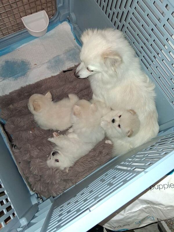 White tiny pomeranian girl puppy - Image 4 of 5