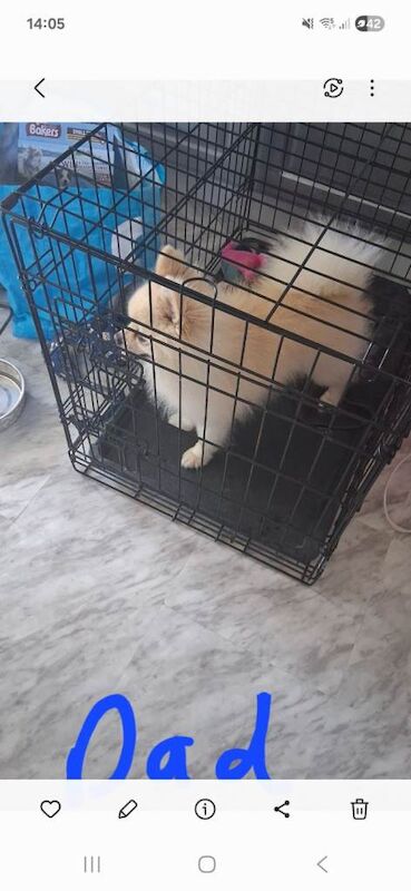 White tiny pomeranian girl puppy - Image 5 of 5