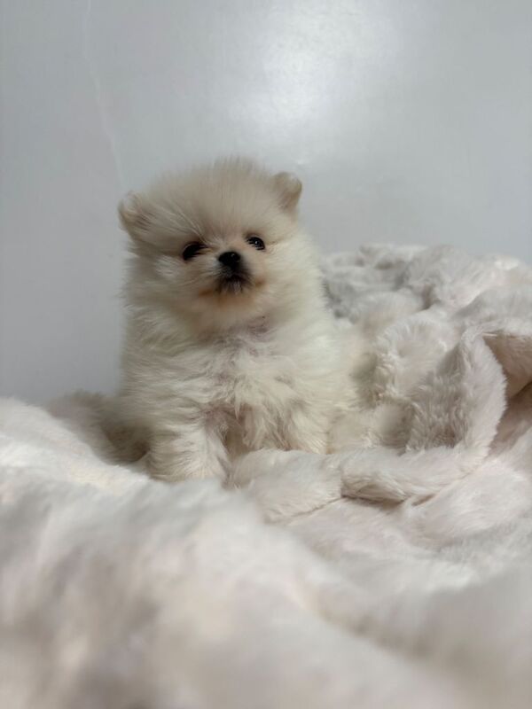 X small pomeranian puppies (three girls) - Image 3 of 5
