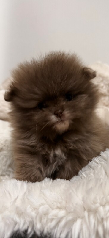 X small pomeranian puppies (three girls) - Image 5 of 5