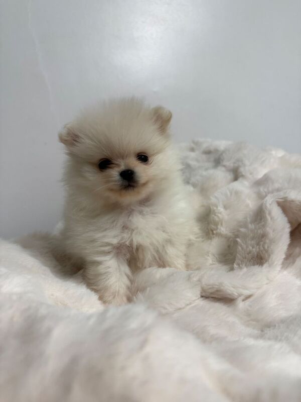 Pomeranian puppies for sale in Colchester, Essex – 8 weeks old