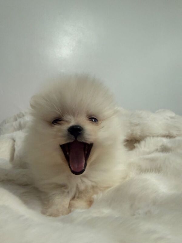 Pomeranian puppies for sale in Colchester, Essex – 8 weeks old - Image 3 of 6