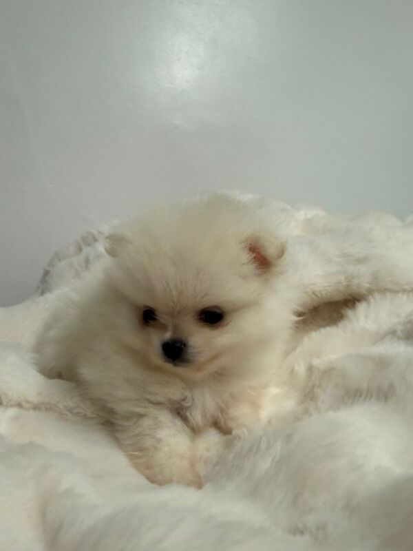 Pomeranian puppies for sale in Colchester, Essex – 8 weeks old - Image 4 of 6