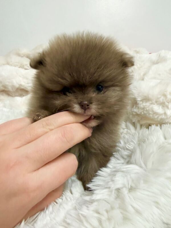 Pomeranian puppies for sale in Colchester, Essex – 8 weeks old - Image 5 of 6