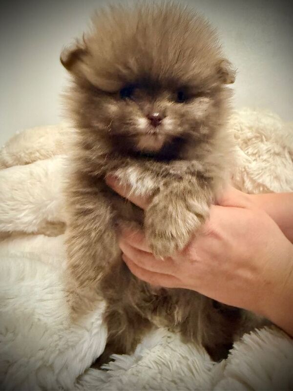 Pomeranian puppies for sale in Colchester, Essex – 8 weeks old - Image 6 of 6