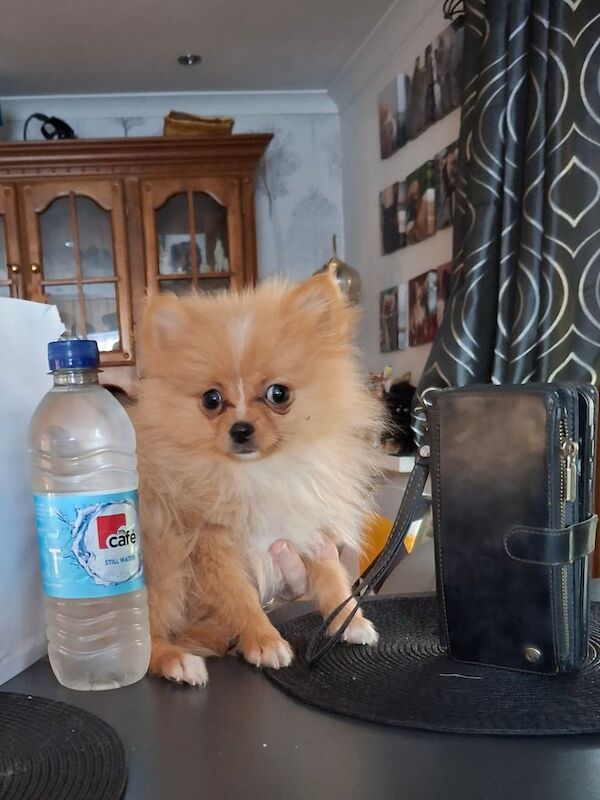 Pomeranian puppies for sale in Port Talbot, West Glamorgan – KC registered, 3 months old - Image 2 of 5
