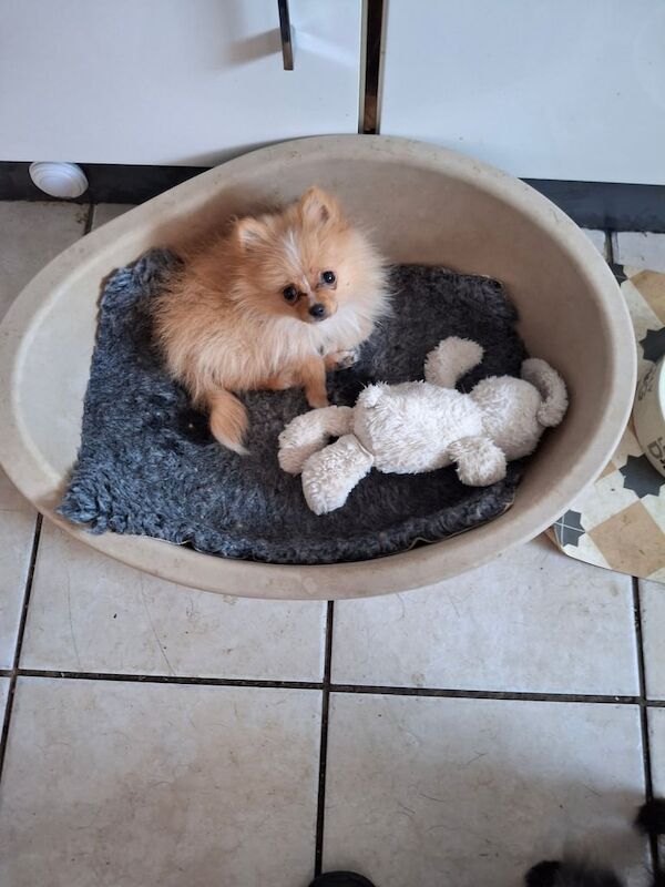 Pomeranian puppies for sale in Port Talbot, West Glamorgan – KC registered, 3 months old - Image 3 of 5