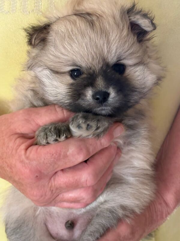 Pomeranian puppies for sale in Herne Bay, Kent – 9 weeks old