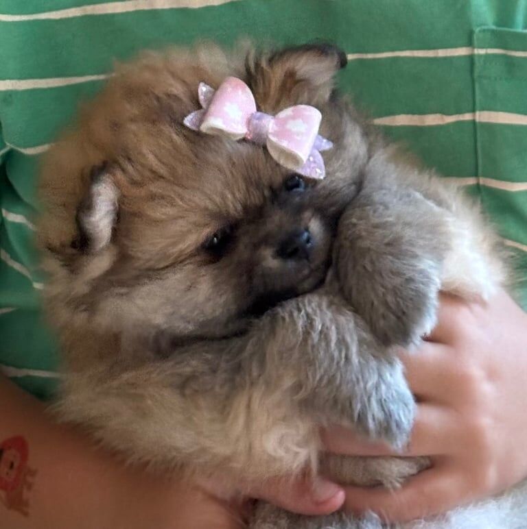Pomeranian puppies for sale in Herne Bay, Kent – 9 weeks old - Image 2 of 3