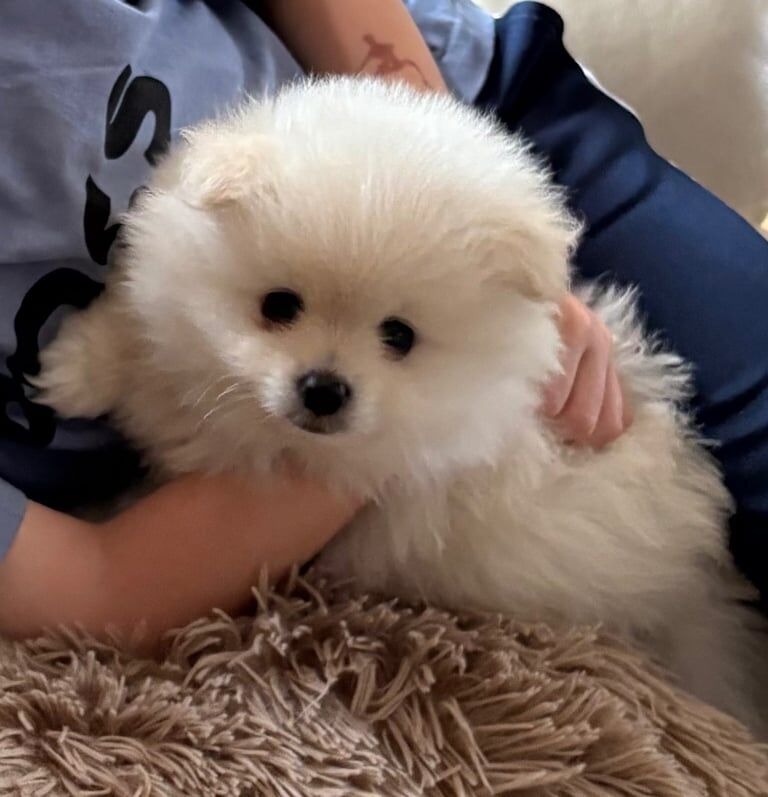 Pomeranian puppies for sale in Herne Bay, Kent – 9 weeks old - Image 3 of 3