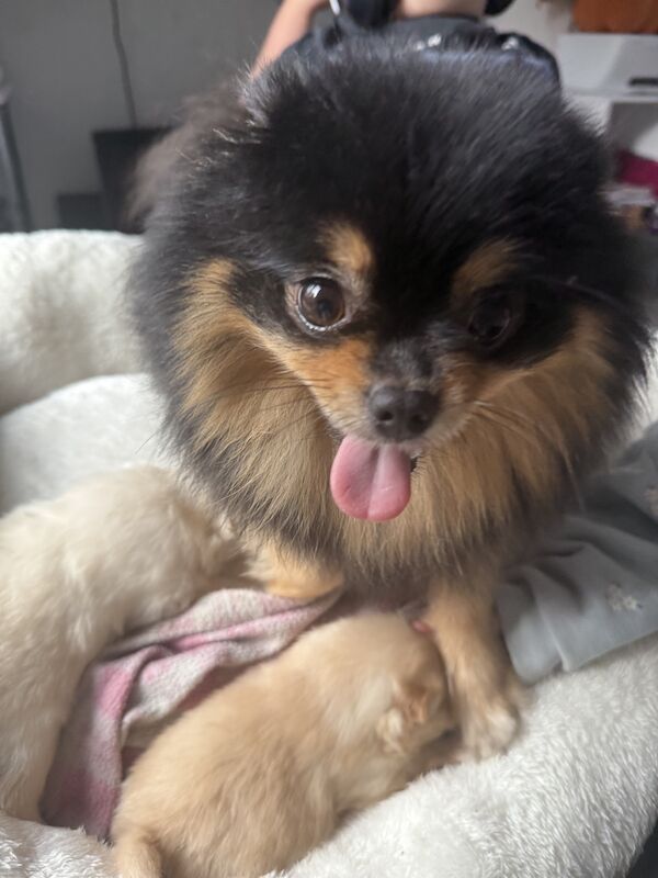 Pomeranian puppies for sale in Royston, South Yorkshire – 1 year old - Image 2 of 3