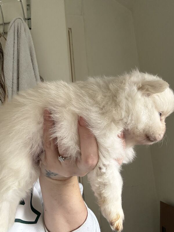 Pomeranian puppies for sale in Royston, South Yorkshire – 1 year old - Image 3 of 3