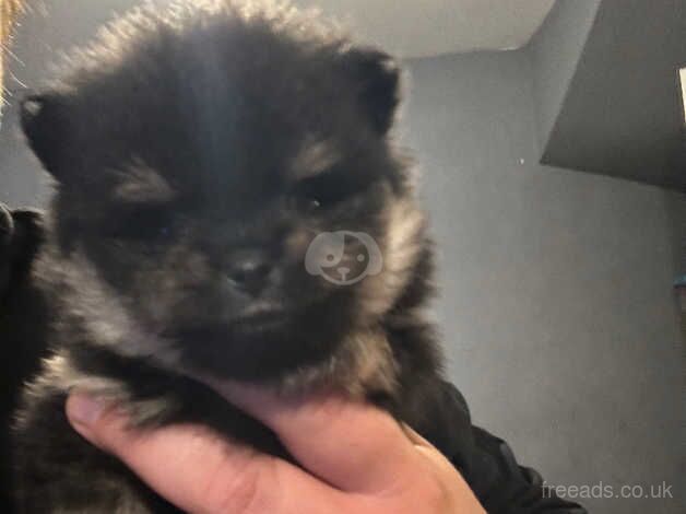 Pomeranian puppies for sale in Sittingbourne, Kent – 1 year old - Image 1 of 5